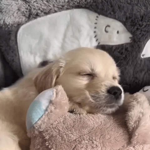 Calming Otter: Sleep Companion